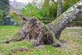 Storm damage with fallen birch and ripped out root ball after hurricane Herwart in Berlin