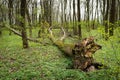 Storm damage. Fallen tree in the forest after a storm Royalty Free Stock Photo