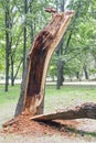 Storm damage. Fallen tree in the park after a storm Royalty Free Stock Photo