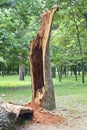 Storm damage. Fallen tree in the park after a storm Royalty Free Stock Photo