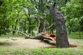 Storm damage. Fallen tree in the park after a storm Royalty Free Stock Photo