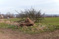 Storm damage, fallen tree Royalty Free Stock Photo