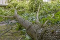 Storm damage with fallen tree, which narrowly missed a house after heavy wind in Berlin