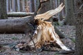 Storm damage. Fallen trees in the forest after a storm Royalty Free Stock Photo