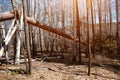 Storm damage. Fallen trees in the forest after a storm. Royalty Free Stock Photo