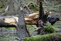 Storm damage. Fallen trees in the forest after a storm