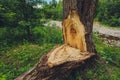 Storm damage. Fallen trees in the forest after a storm. Royalty Free Stock Photo