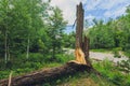 Storm damage. Fallen trees in the forest after a storm. Royalty Free Stock Photo