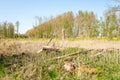 Storm damage. Fallen trees after a storm.