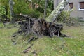 Storm damage after hurricane Herwart in Berlin, Germany