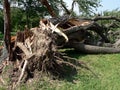 Storm damage - tree down 3