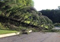 Storm damage tree fallen Royalty Free Stock Photo