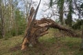 A storm damaged fir tree