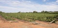 Storm Damaged Rows of Chardonnay Vines.