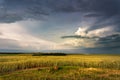 Storm dark clouds over field. Thunderstorm over a wheat field Royalty Free Stock Photo