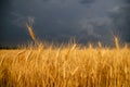 Storm dark clouds over field with wheat's stems Royalty Free Stock Photo