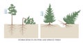 Storm effects on spruce and pine trees, depending on root system Royalty Free Stock Photo
