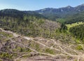 Storm fallen fir trees in Carpathian forests of Romania , aerial view