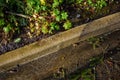 After the storm, floodwater and storm debris on a sidewalk on a sunny day Royalty Free Stock Photo