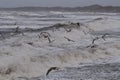 Storm in Nr. Vorupoer on the North Sea coast in Denmark