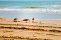 storm on the ocean very beautiful waves at sunset and three birds on the beach. Royalty Free Stock Photo