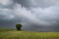 Storm over cereal field