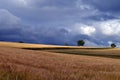 Storm over a cereal field Royalty Free Stock Photo