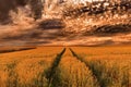 Storm over the cornfields Royalty Free Stock Photo