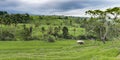 Storm over the Jatiluwih Rice Fields, Bali Royalty Free Stock Photo