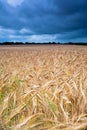 Storm over a Norflok wheat fiield Royalty Free Stock Photo