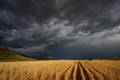 Storm over the wheat fields Royalty Free Stock Photo