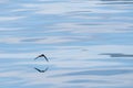 Storm petrel bird flying in mediterranean sea