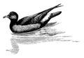 Storm Petrel Swimming with Reflection, vintage illustration