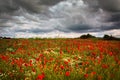 Storm Poppies