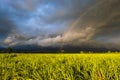 Storm and Rainbow Over Sugar Cane Farm Royalty Free Stock Photo