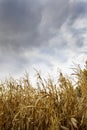 Storm Risk on Corn Field Royalty Free Stock Photo