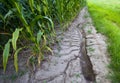 Storm runoff in corn field Royalty Free Stock Photo