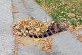 Storm sewer grate clogged with leaves