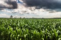 Storm sky corn field landscape Royalty Free Stock Photo