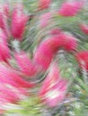 A storm in the spring disturbs red flowers and green grass