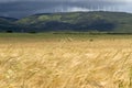 Storm and thunder, windmills and corn field Royalty Free Stock Photo