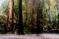 Storm in a tropical jungle forest