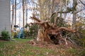A storm uprooted tree