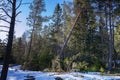 Storm wind broken spruce tree, bends to other forest trees. Northern Scandinavia, winter day