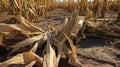 storm wind damaged corn Royalty Free Stock Photo