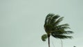 Storm winds blowing palm trees on tropical island. 3840x2160