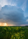 Stormcloud over a field with yellow rapeseed