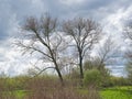 Dark rain clouds over a meadow with trees in the flemish countryside Royalty Free Stock Photo