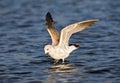 Stormmeeuw, Mew Gull, Larus Canus Royalty Free Stock Photo