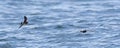 Stormvogeltje, European Storm-Petrel, Hydrobates pelagicus